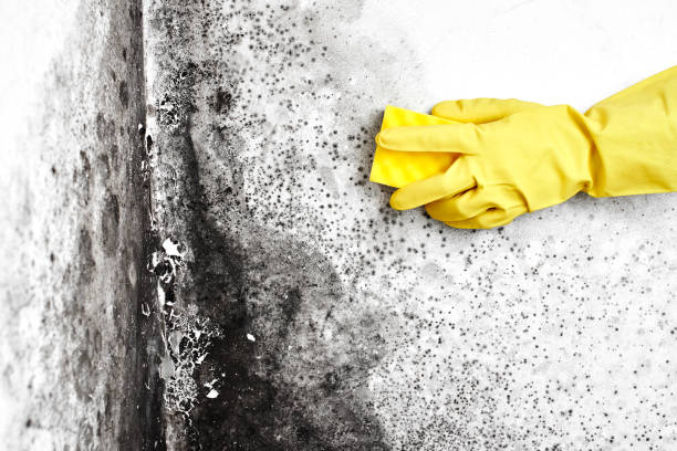 Best Insurance-Related Mold Remediation in Miller, SD